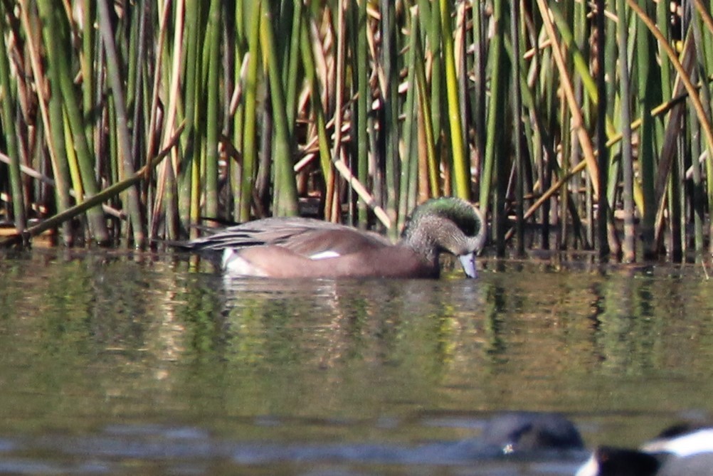 American Wigeon - Sandra Bear