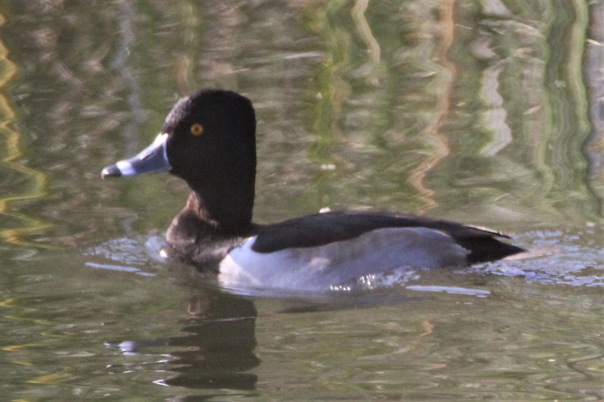 Ring-necked Duck - Sandra Bear