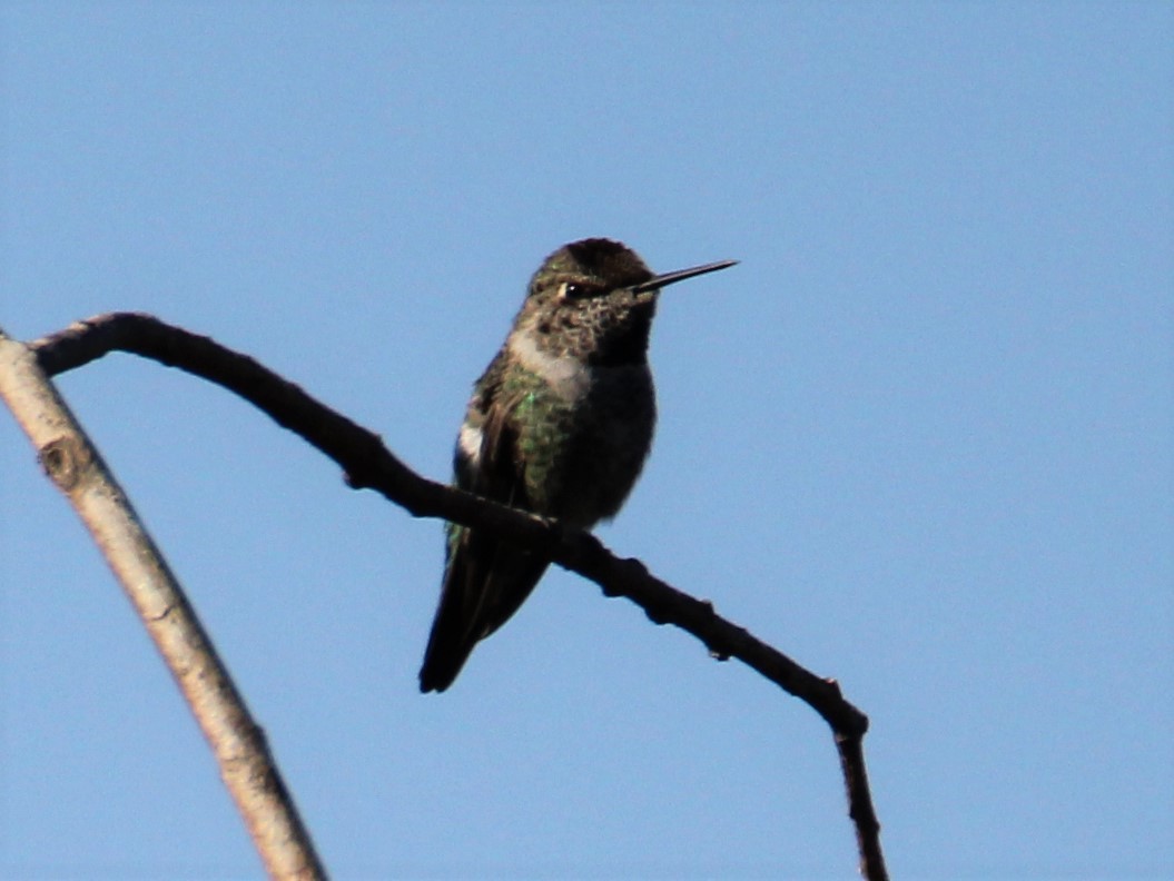 Colibrí de Anna - ML123751431