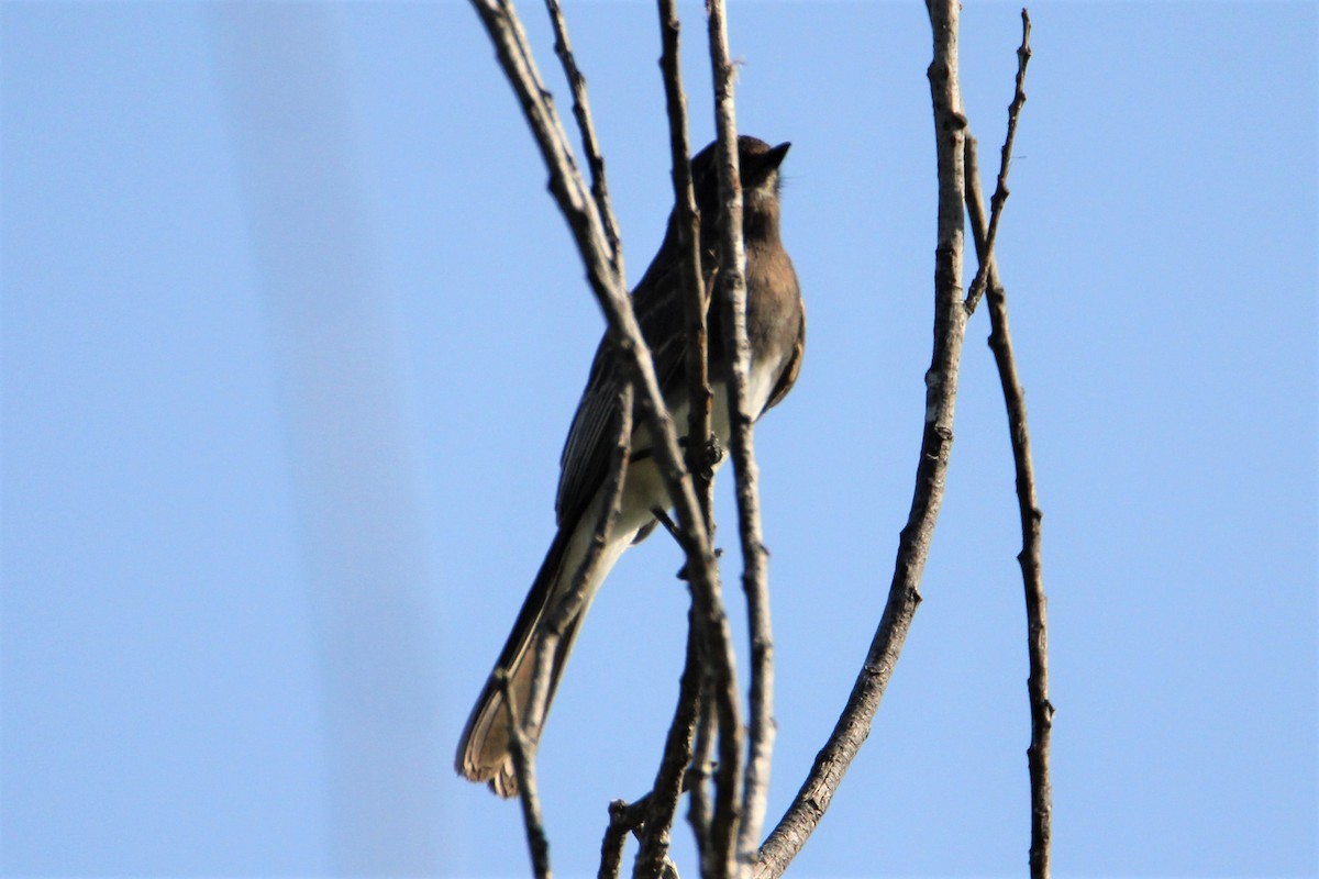 Black Phoebe - ML123751531