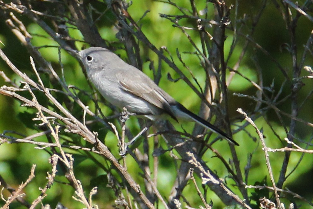 Blue-gray Gnatcatcher - ML123751541