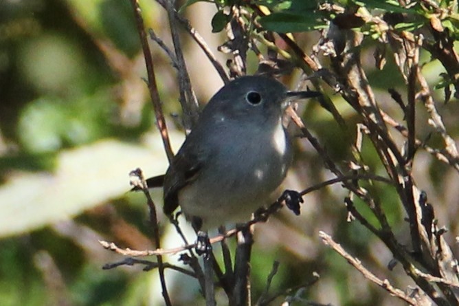 Blue-gray Gnatcatcher - ML123751551