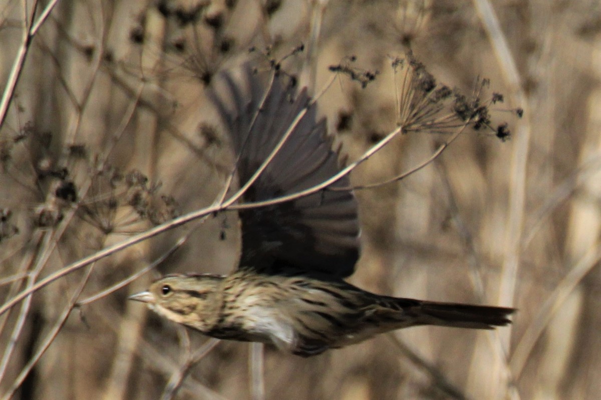 Lincoln's Sparrow - Sandra Bear