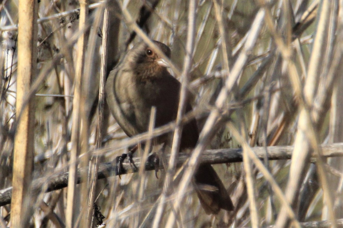 California Towhee - ML123751761