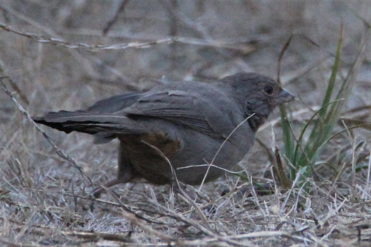 California Towhee - ML123751771