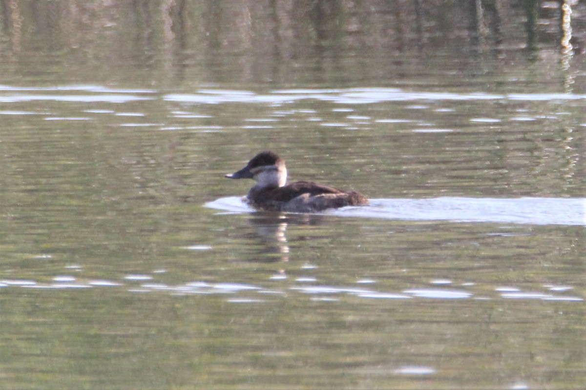 Ruddy Duck - ML123752491