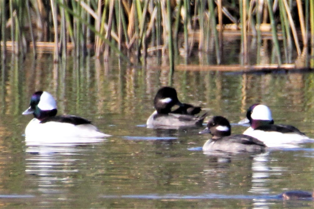 Bufflehead - ML123752511