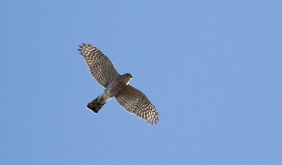 Sharp-shinned Hawk - Doug Hitchcox