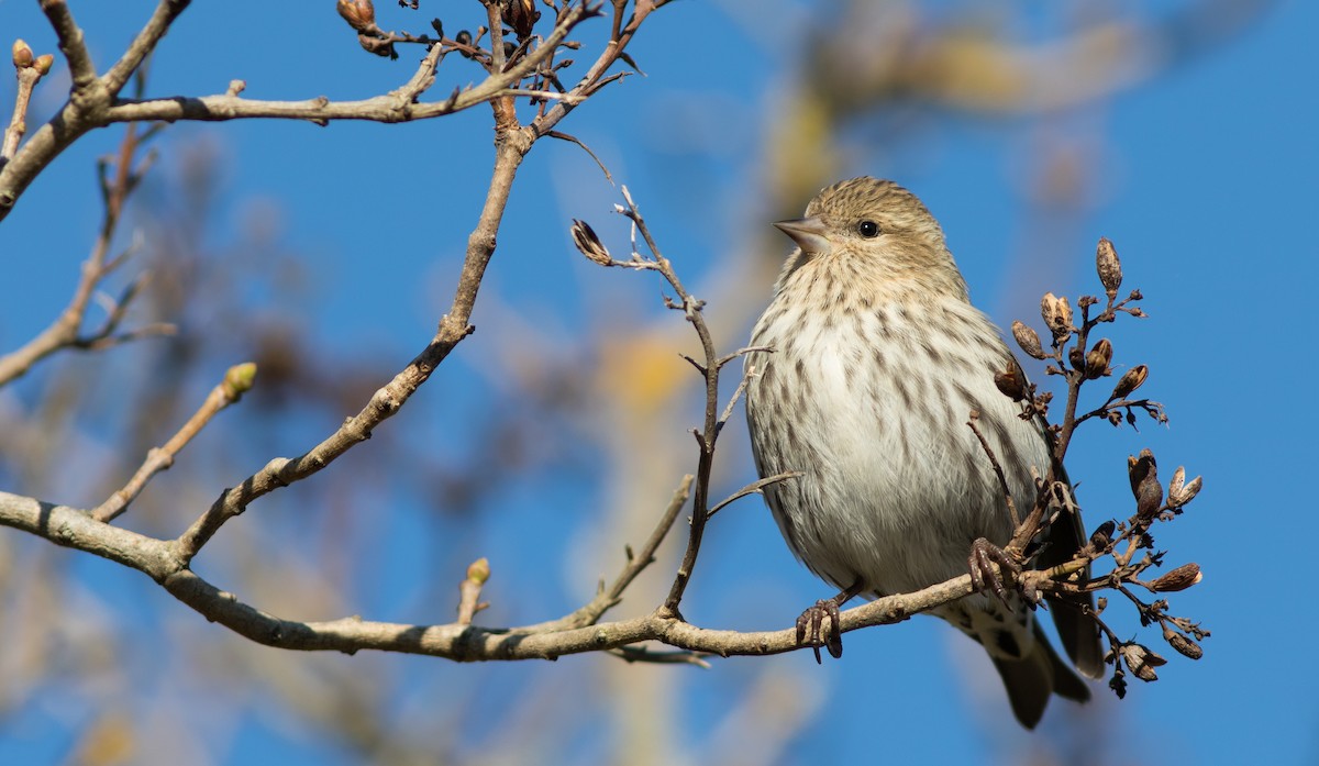 Pine Siskin - Doug Hitchcox