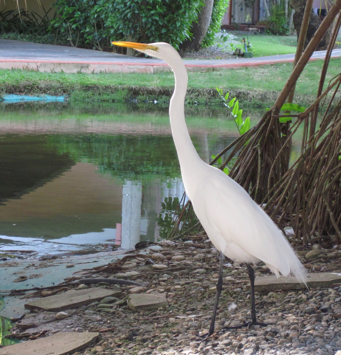 Grande Aigrette - ML123754461