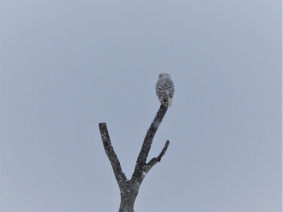 Snowy Owl - Gérard Cyr