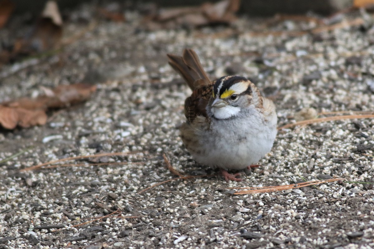 White-throated Sparrow - Margaret Viens