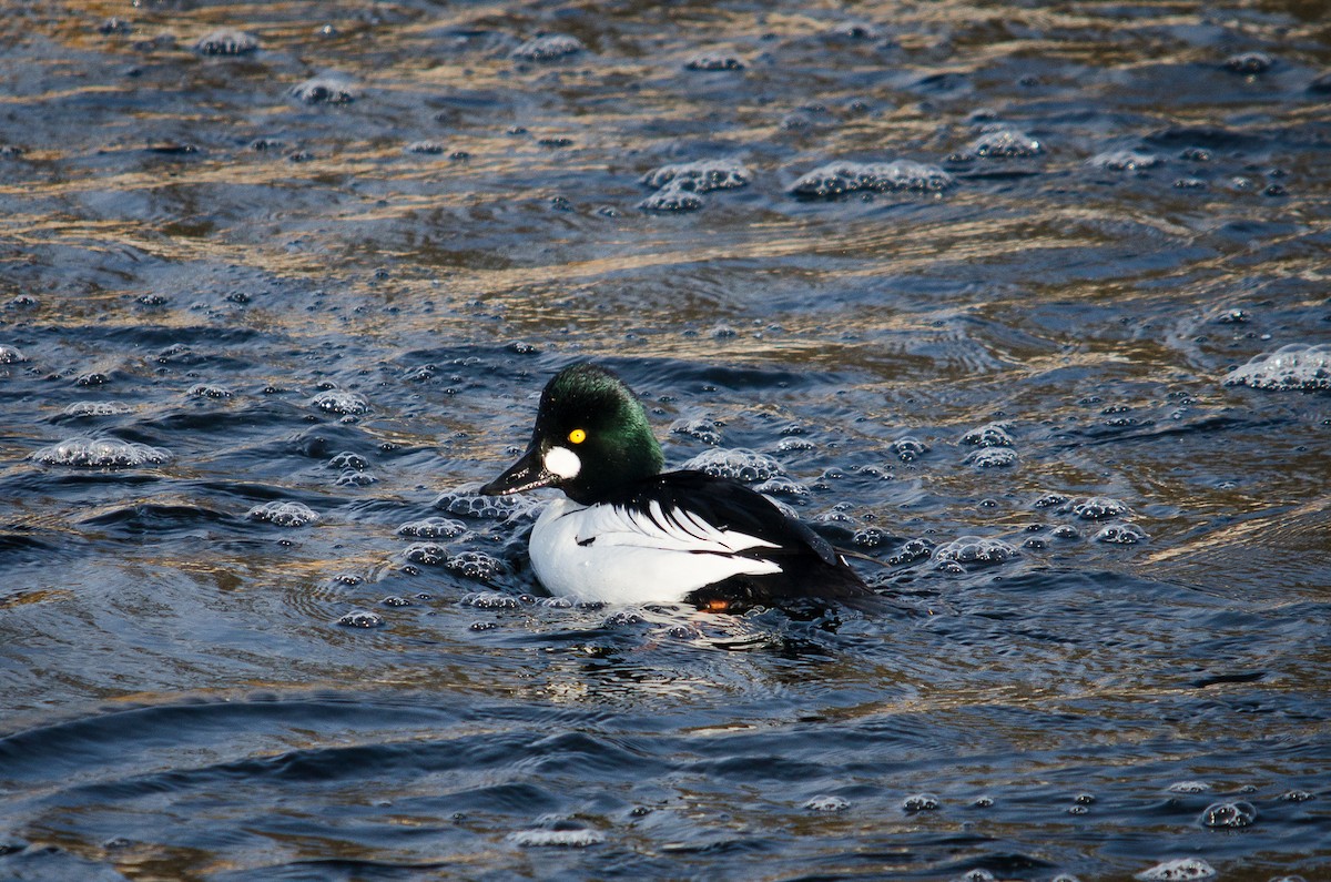 Common Goldeneye - ML123761611