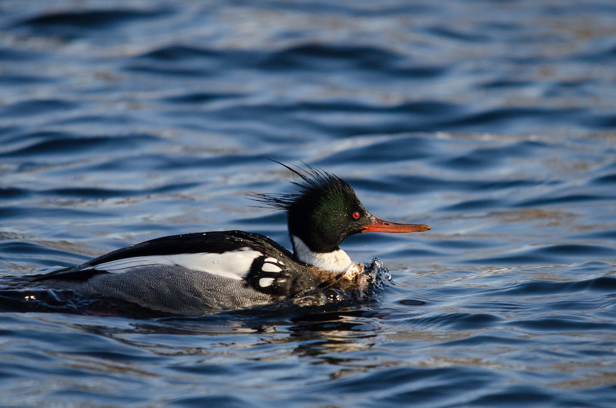 Red-breasted Merganser - ML123761751