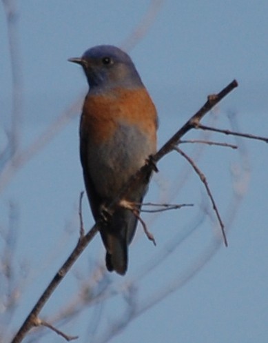 Western Bluebird - ML123761921