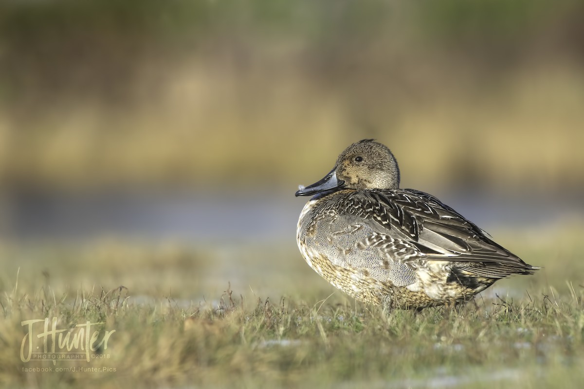 Northern Pintail - ML123762321
