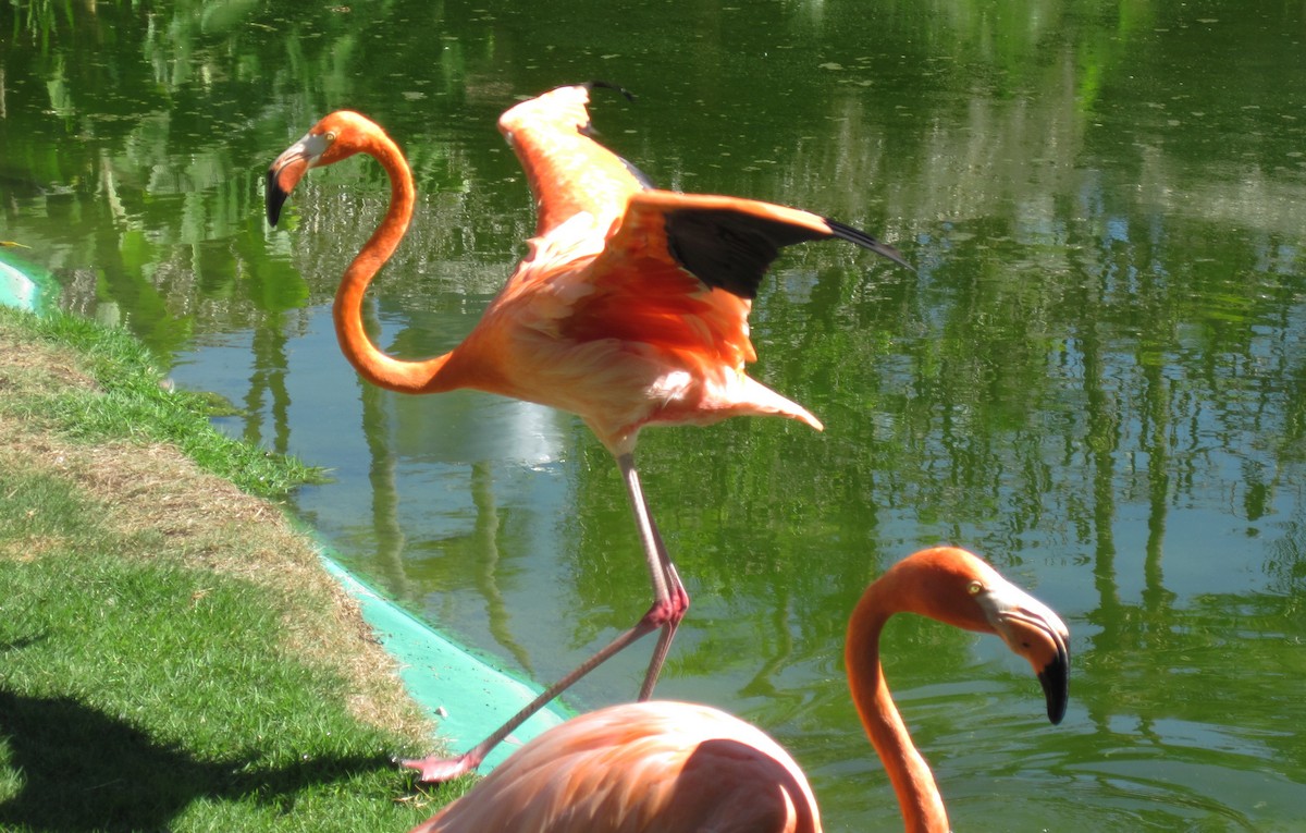 American Flamingo - Aarre Ertolahti