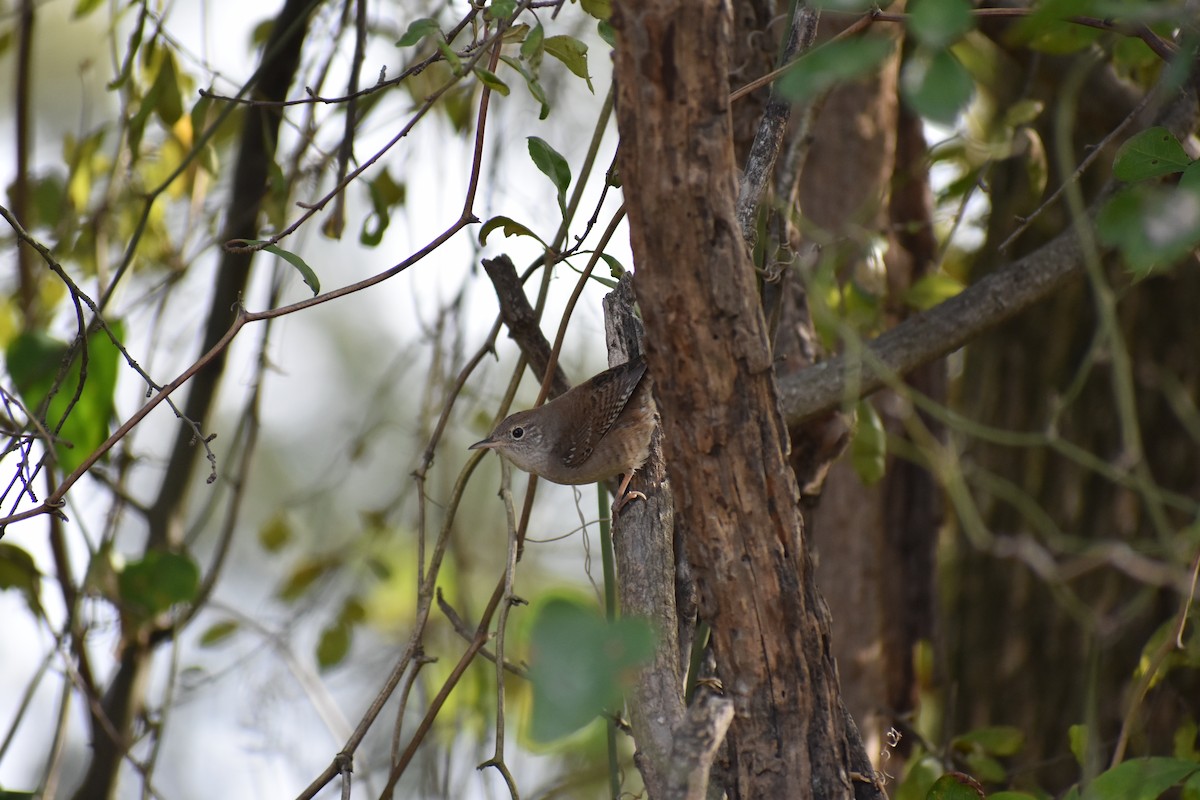 House Wren - ML123763361