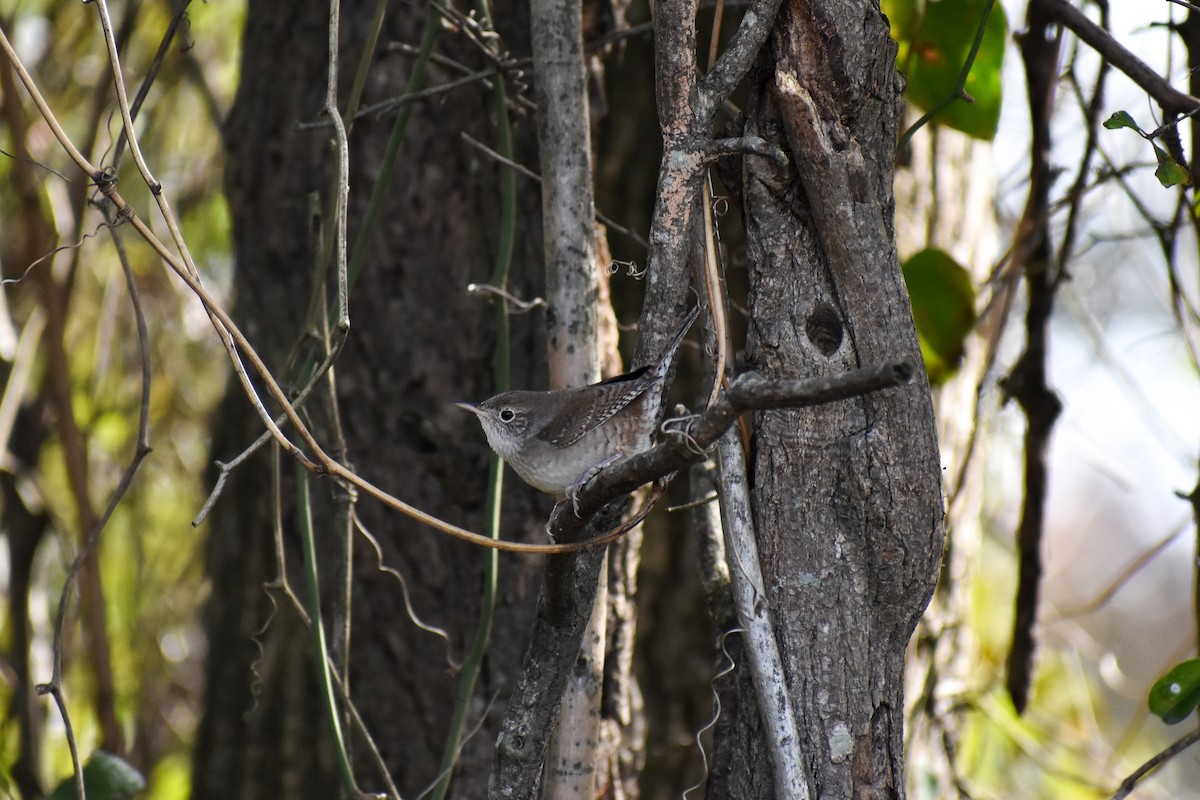 House Wren - ML123763401