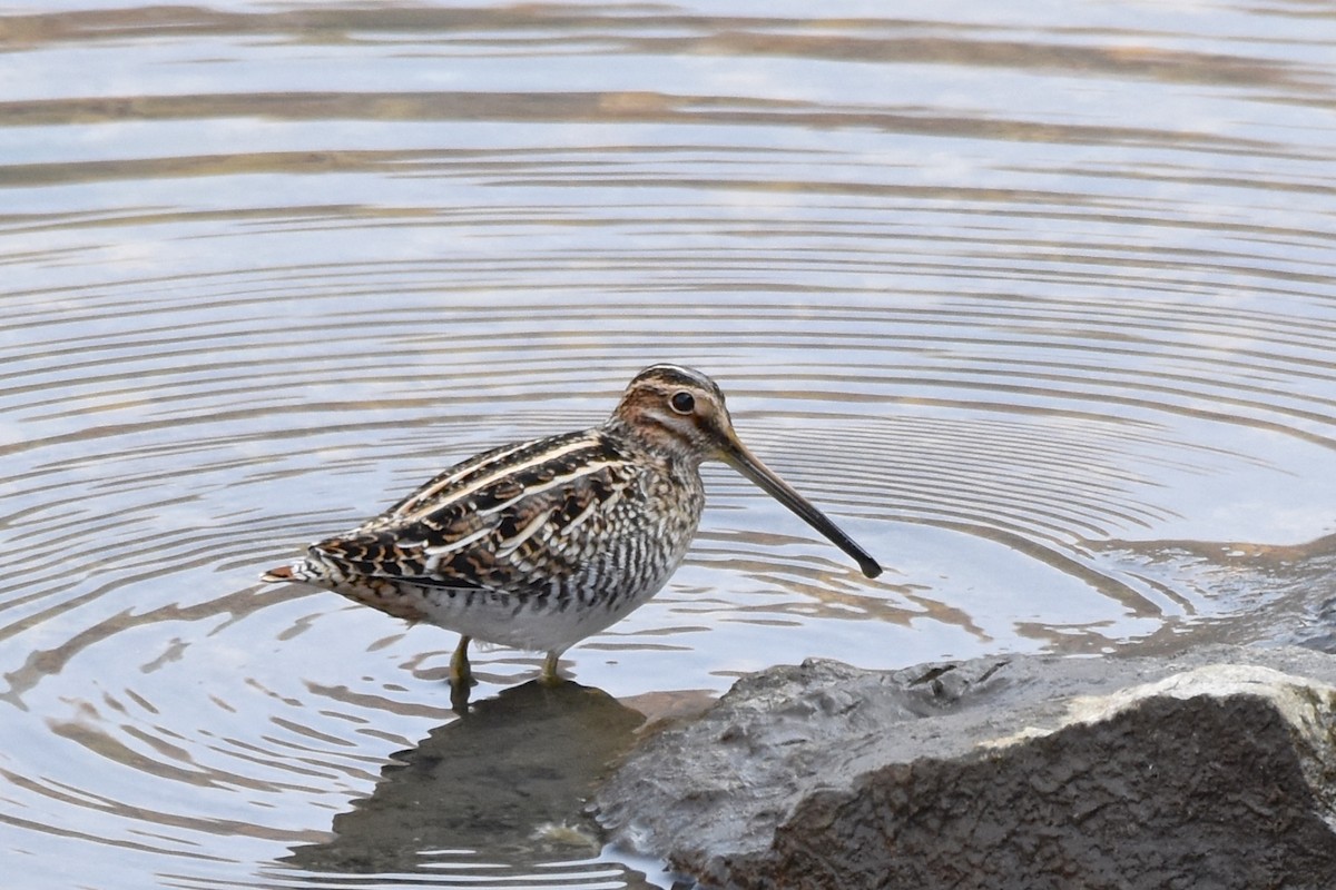 Wilson's Snipe - George Gibbs