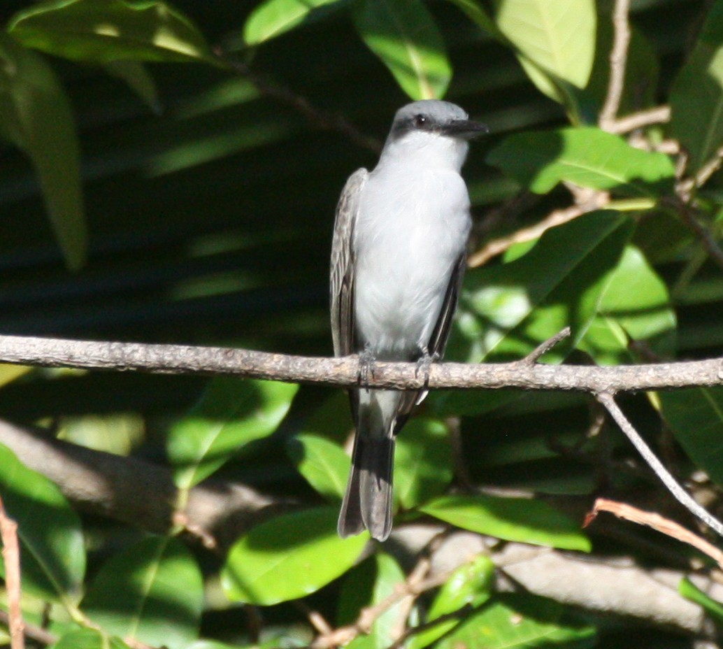 Gray Kingbird - Aarre Ertolahti