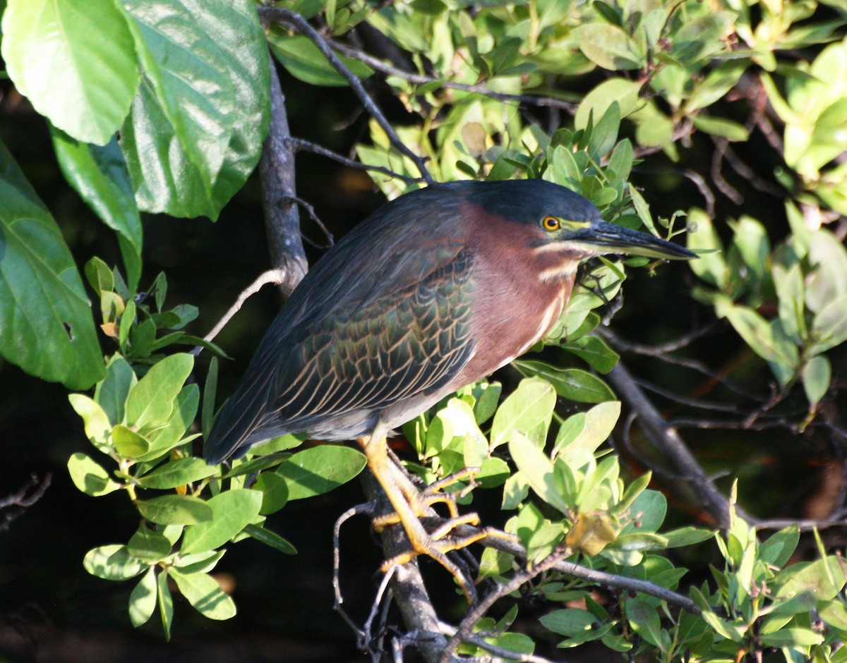 Green Heron - Aarre Ertolahti