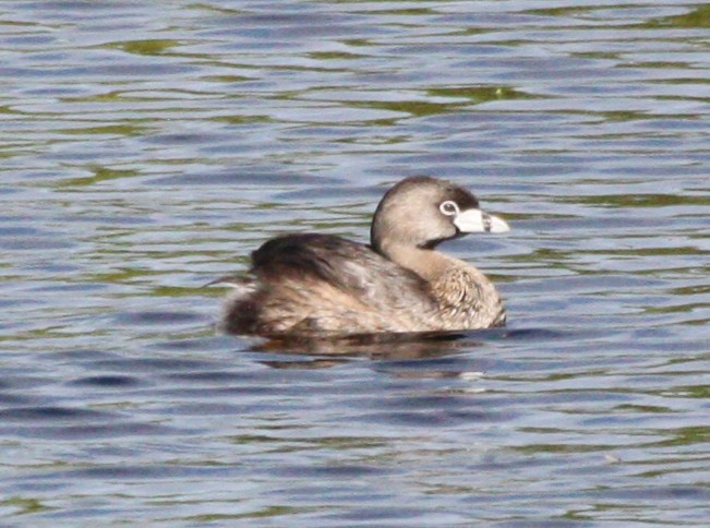 Grèbe à bec bigarré - ML123765781