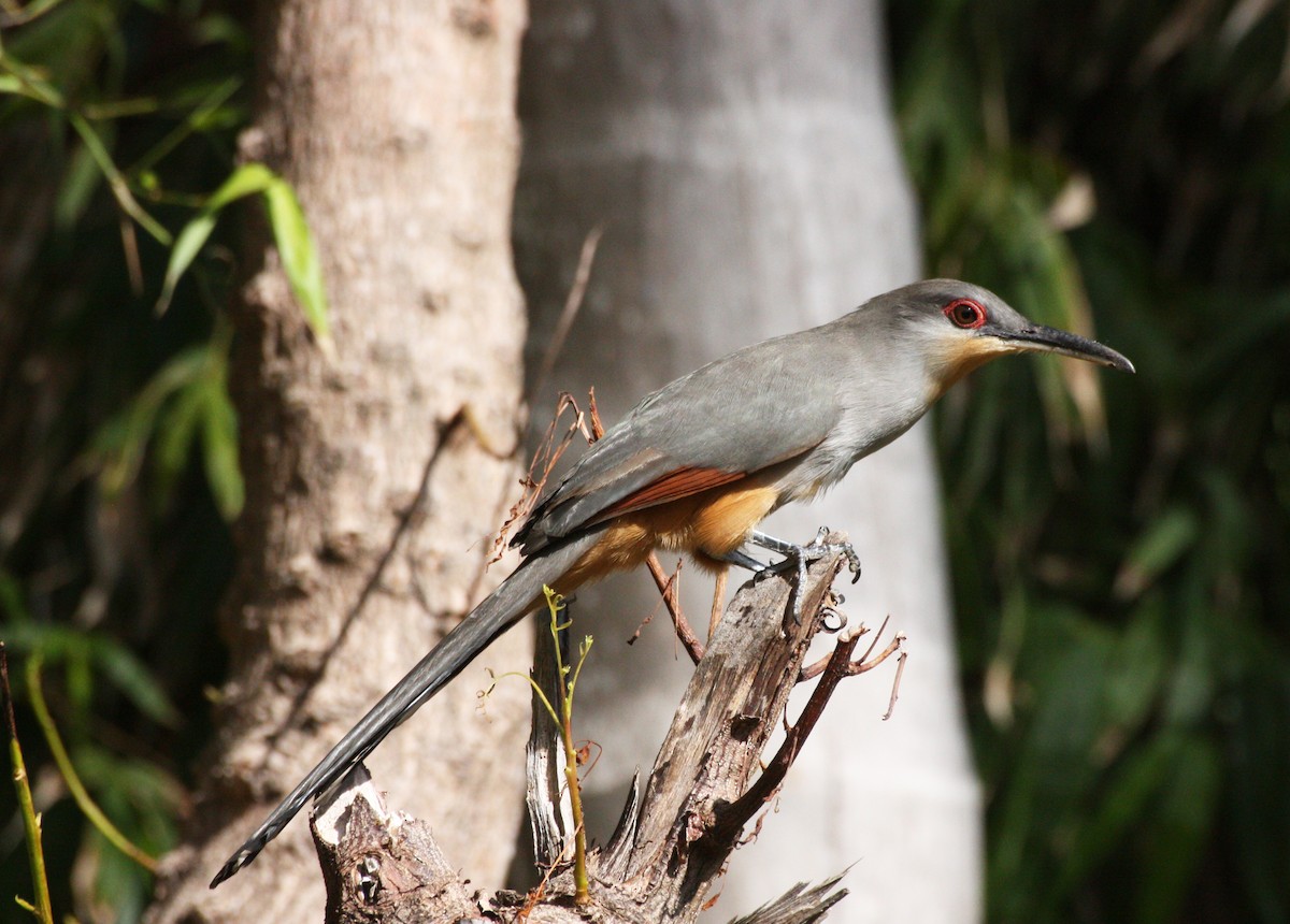 Hispaniolan Lizard-Cuckoo - Aarre Ertolahti