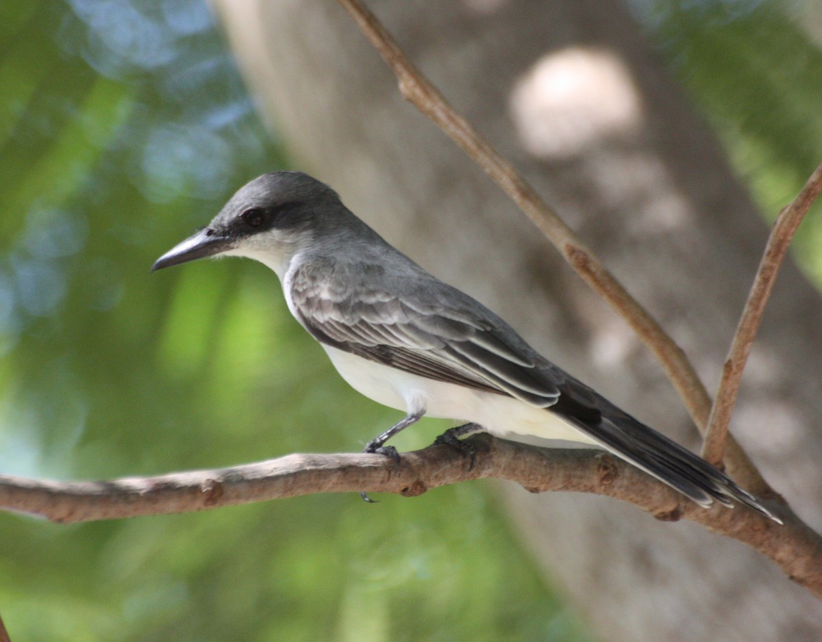 Gray Kingbird - ML123766561