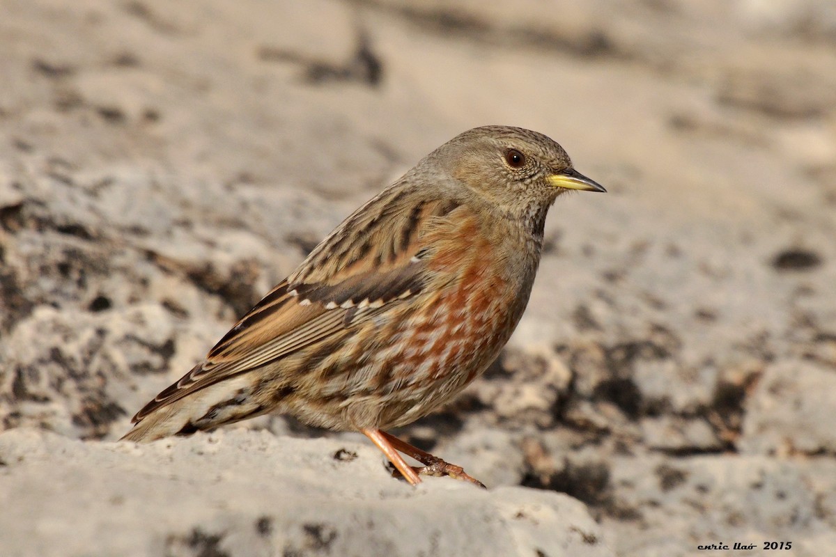 Alpine Accentor - ML123766571