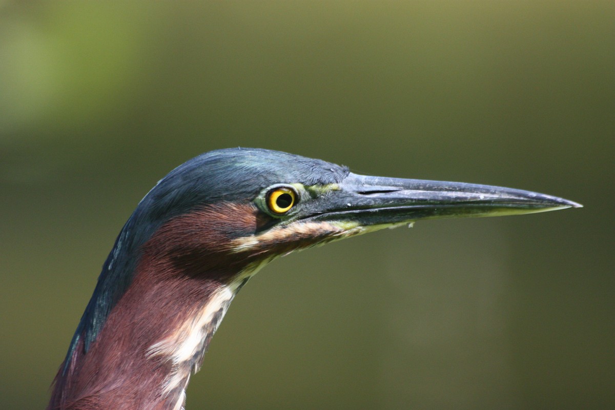 Green Heron - Aarre Ertolahti