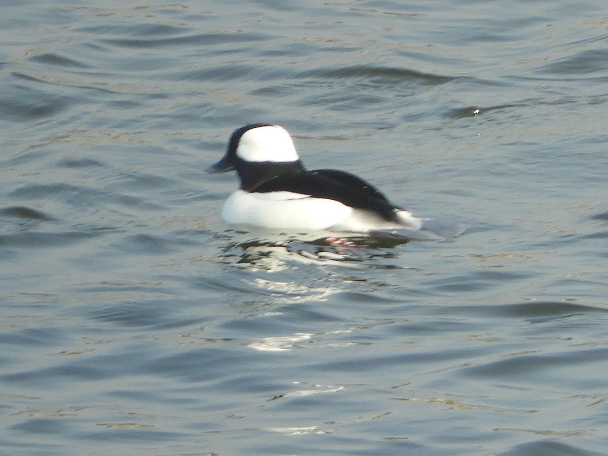 Bufflehead - Donna Benson