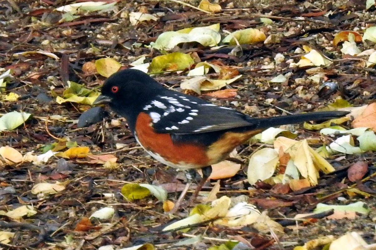 Spotted Towhee - ML123767991