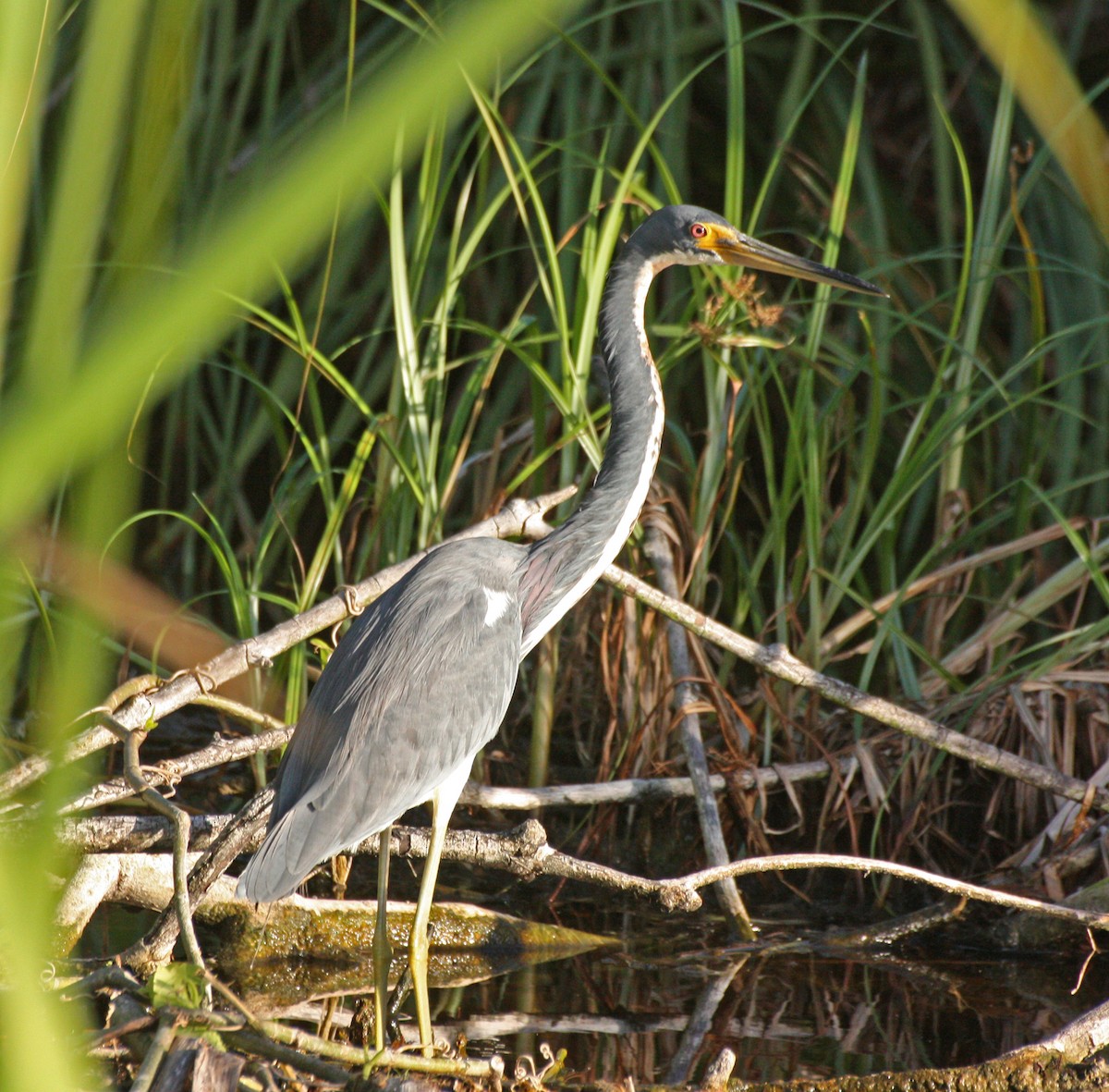 Tricolored Heron - ML123768041