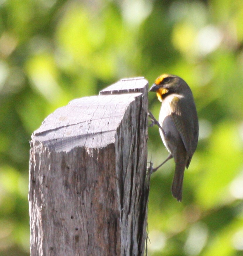 Yellow-faced Grassquit - Aarre Ertolahti