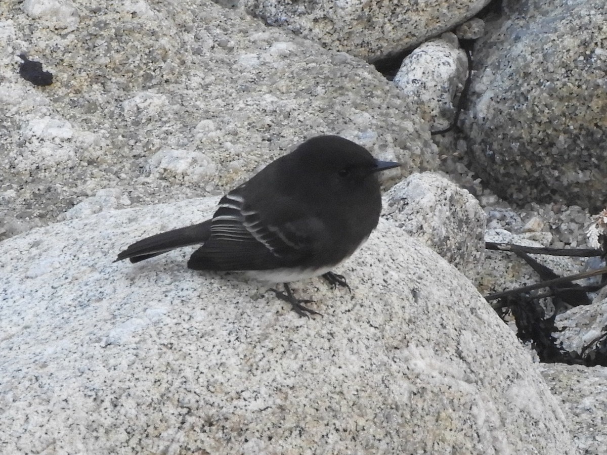 Black Phoebe - ML123768371