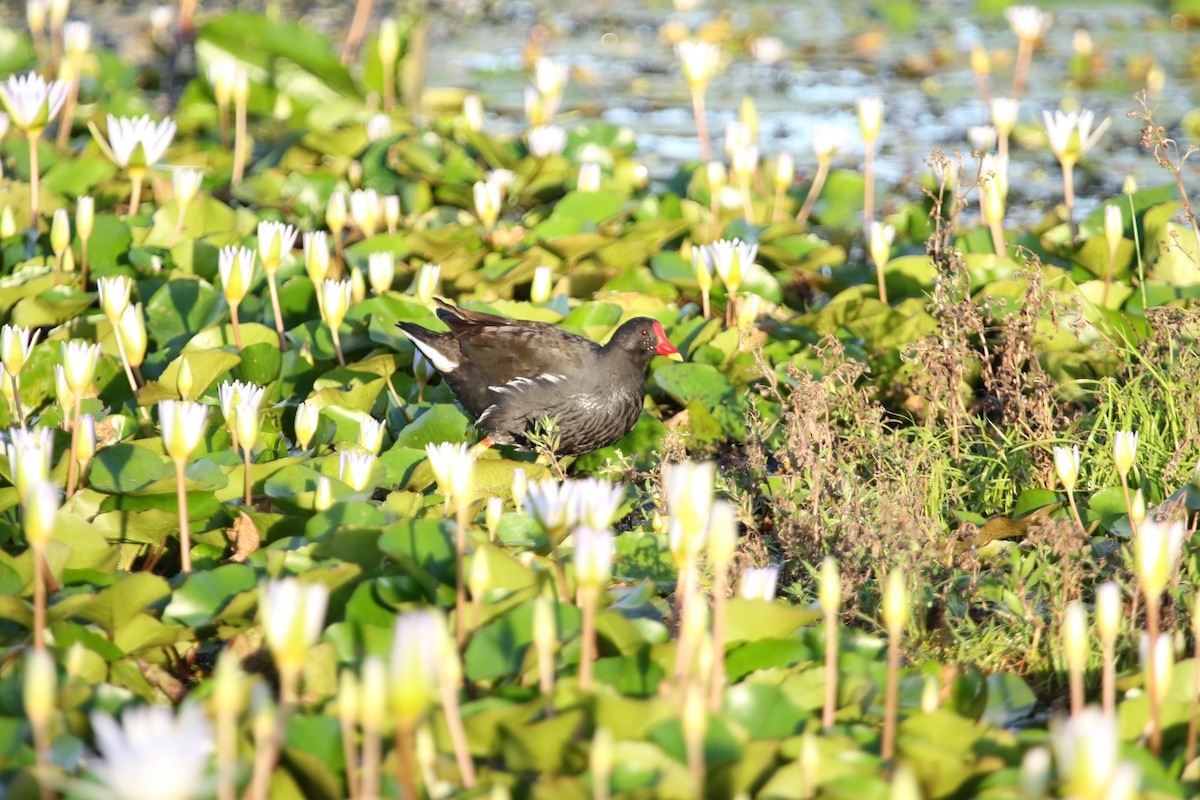 Eurasian Moorhen - ML123769921