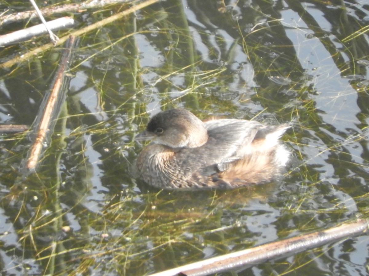 Pied-billed Grebe - ML123770421