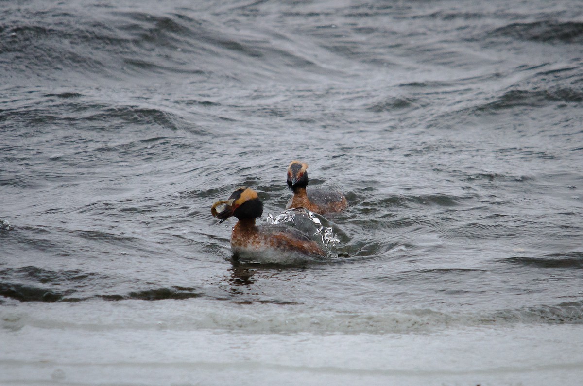 Horned Grebe - ML123773141