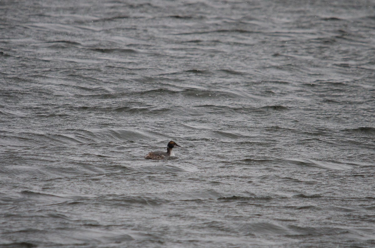 Horned Grebe - ML123773151