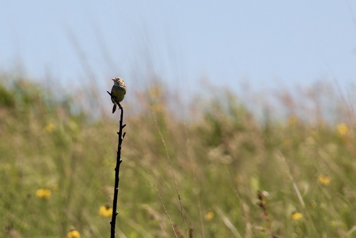 Henslow's Sparrow - Grant Witynski