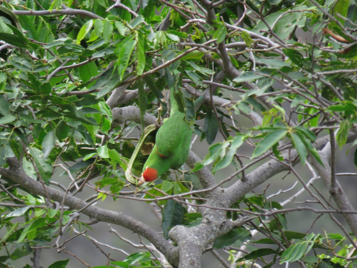 Cordilleran Parakeet - ML123774291