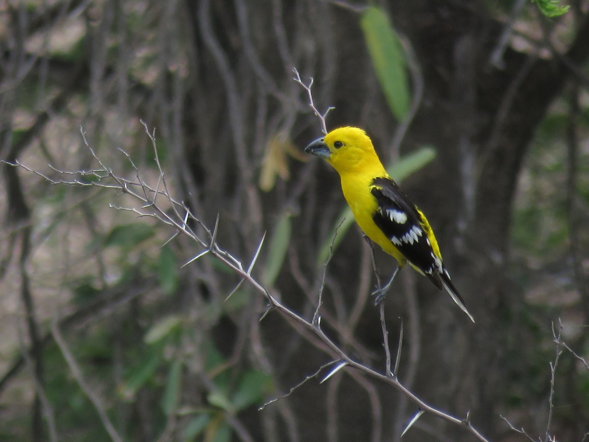 Golden Grosbeak - Manuel Roncal