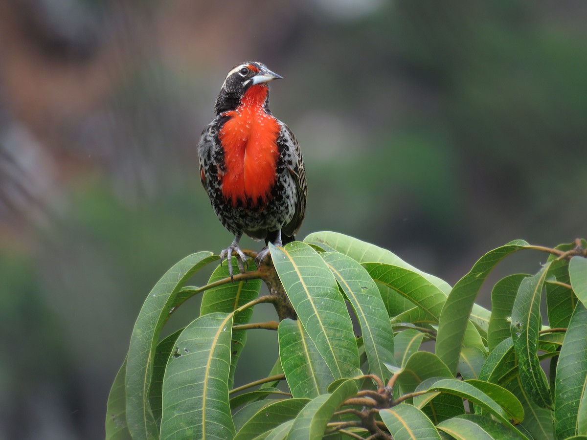 Peruvian Meadowlark - ML123774661