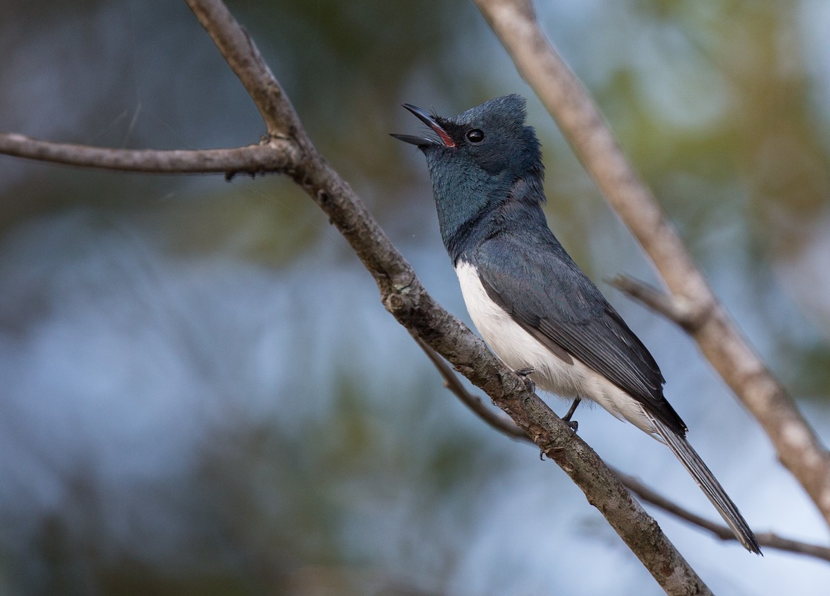 Leaden Flycatcher - ML123774811