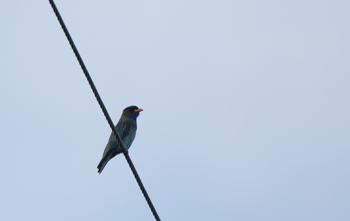 Dollarbird - ML123775021