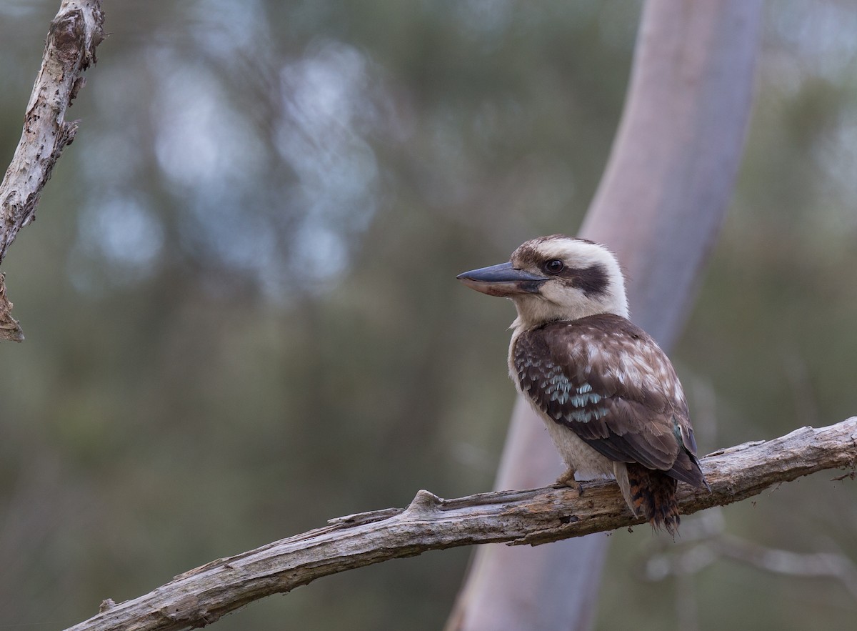 Laughing Kookaburra - ML123775191