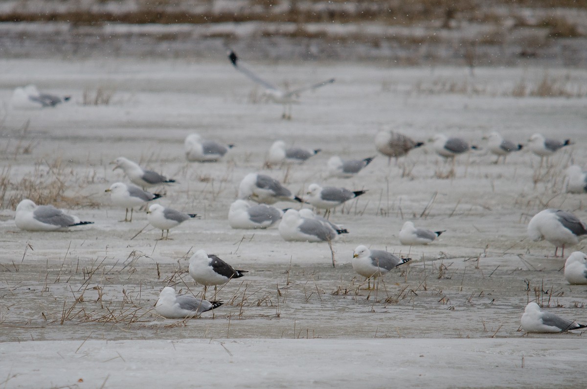 Lesser Black-backed Gull - Iain Rayner