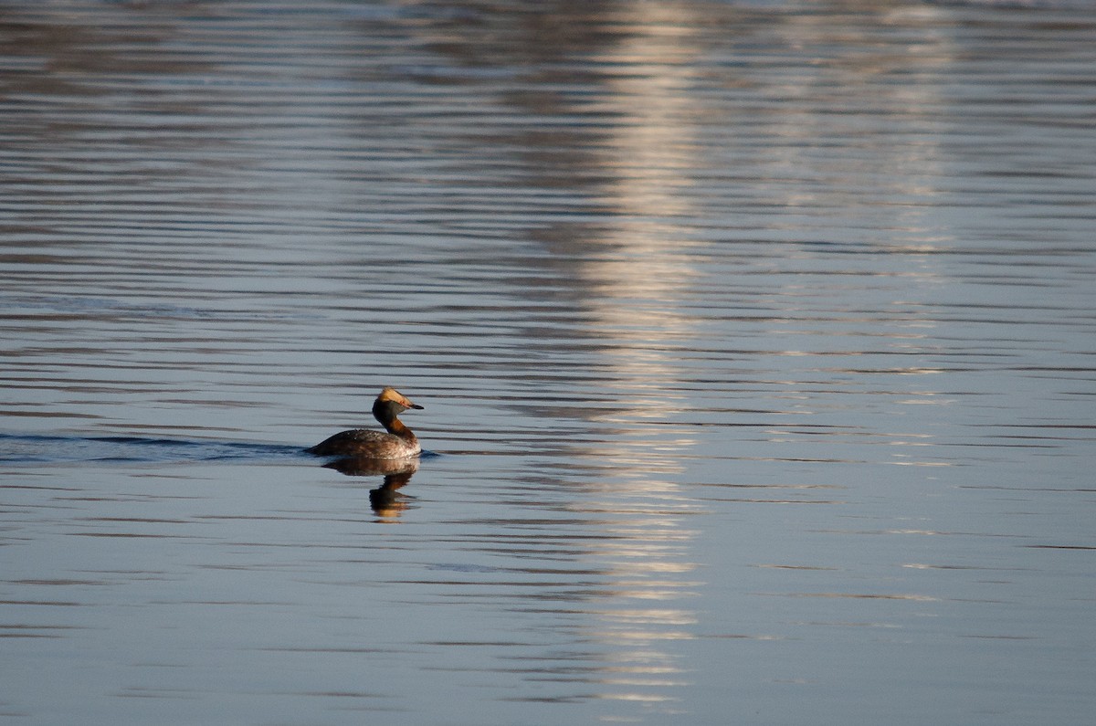 Horned Grebe - ML123776791