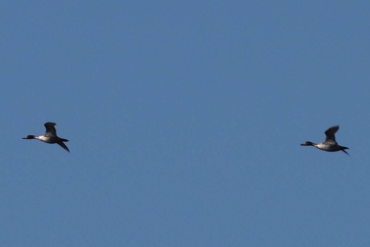 Northern Pintail - ML123776971